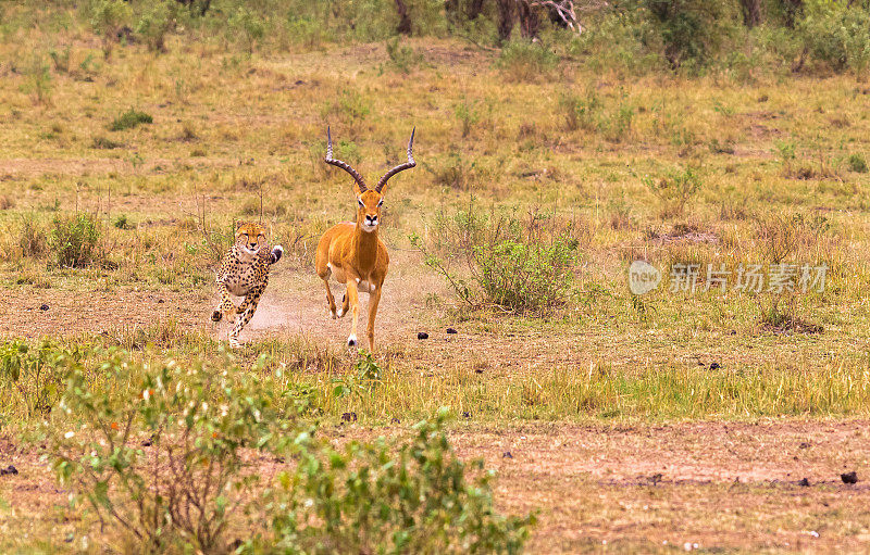 猎豹。非常快的猎人。肯尼亚马赛马拉