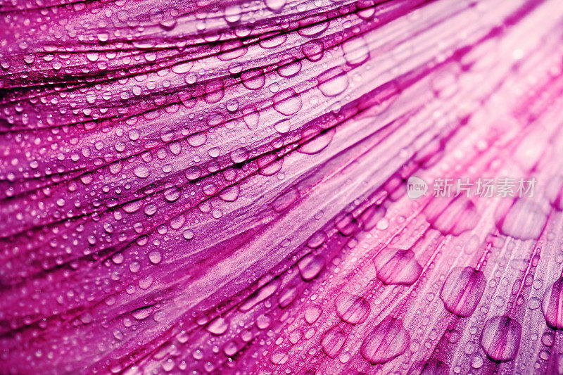紫色的花瓣带着雨滴