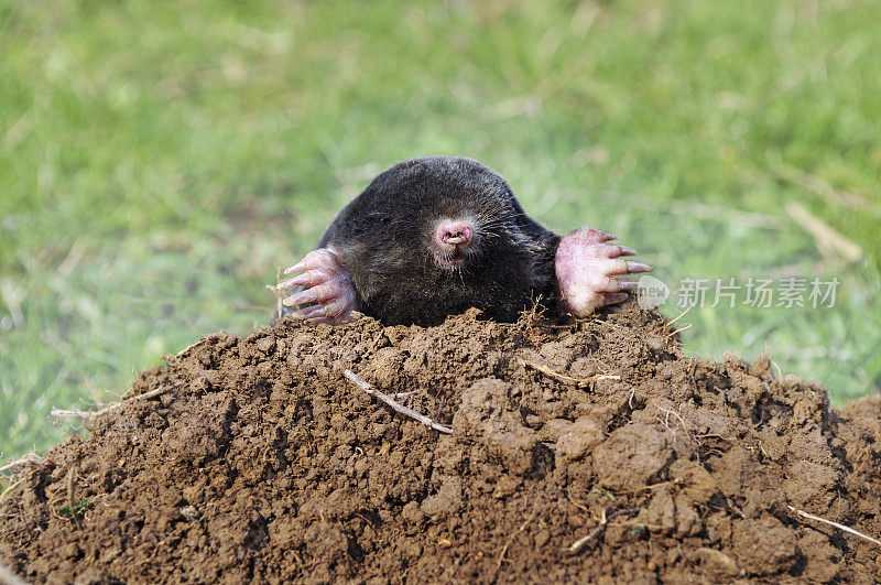 鼹鼠从一堆土中挖出一条路