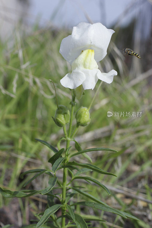 白金鱼花，白金鱼花，白金鱼花，白金鱼花，白金鱼