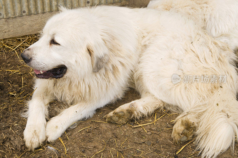 大白熊犬工作