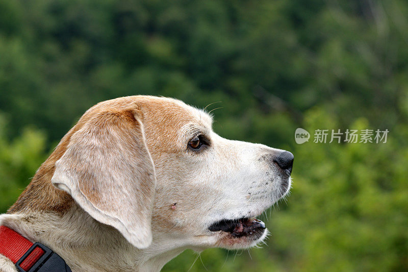 狗:比格犬，12岁