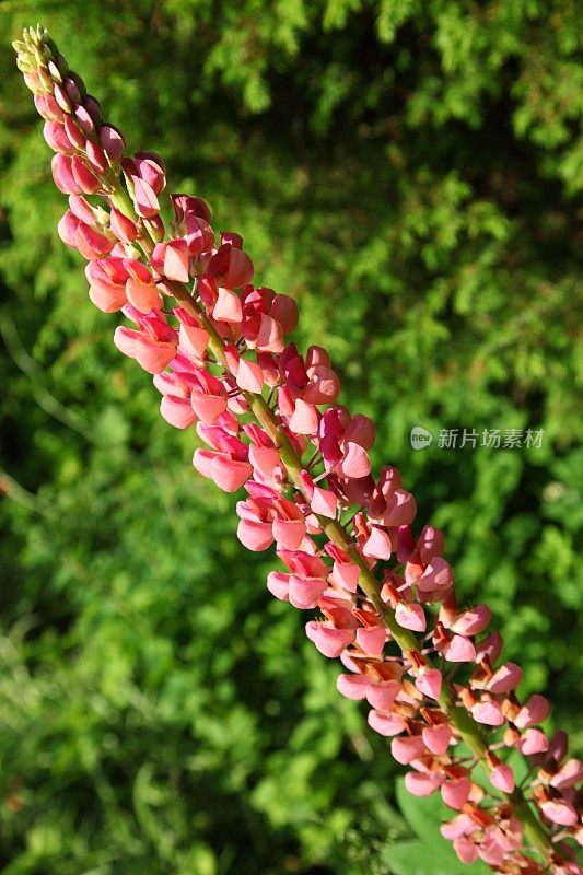 开花的粉色羽扇豆(Lupinus)