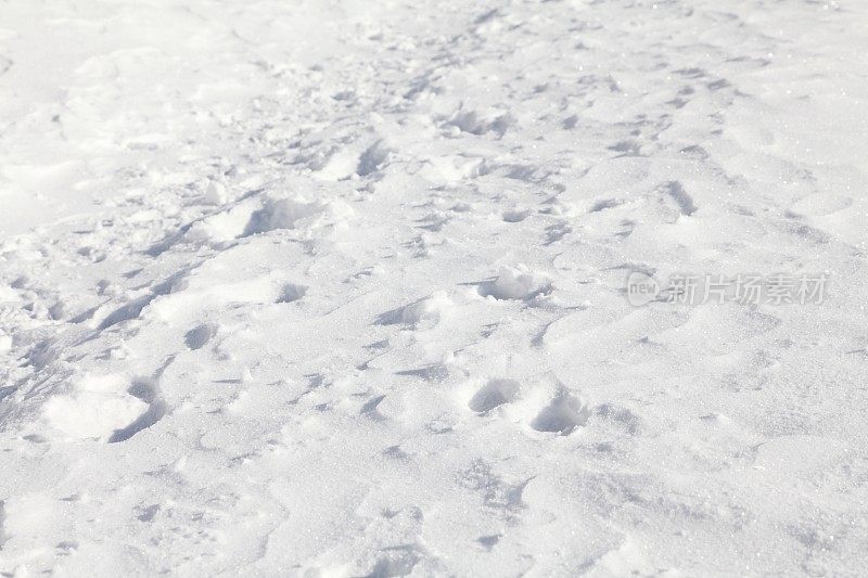 冬天的风景与雪在黑森林