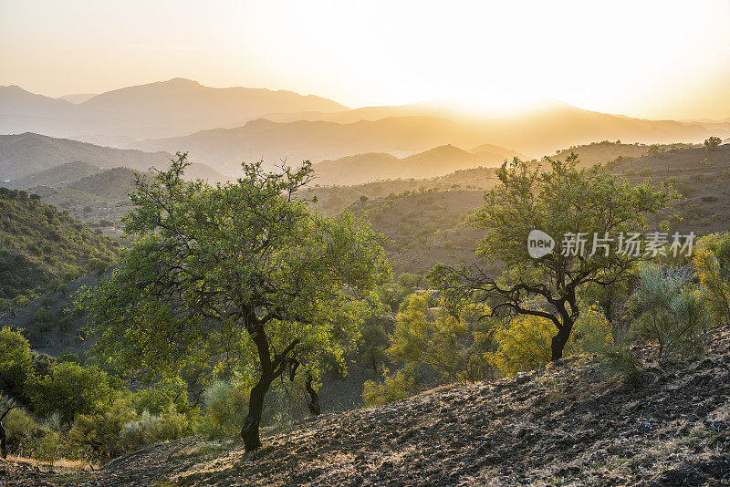夕阳下的安达卢西亚风景和西班牙的橄榄树