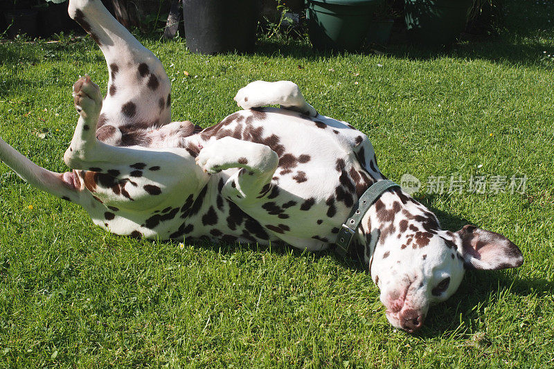 快乐的Dalmation狗在草地上打滚