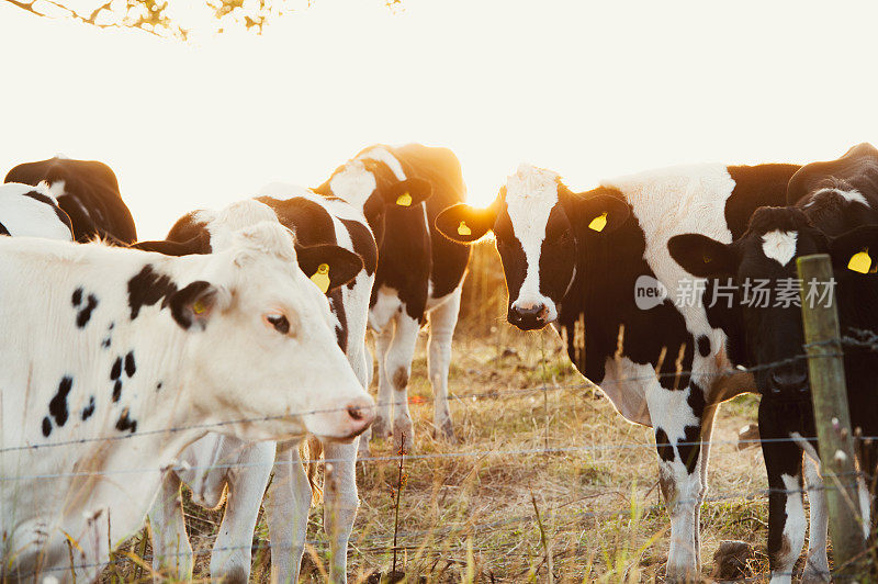 一群奶牛在美丽的阳光下