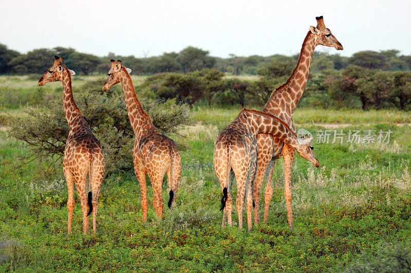纳米比亚:埃托沙国家公园的长颈鹿