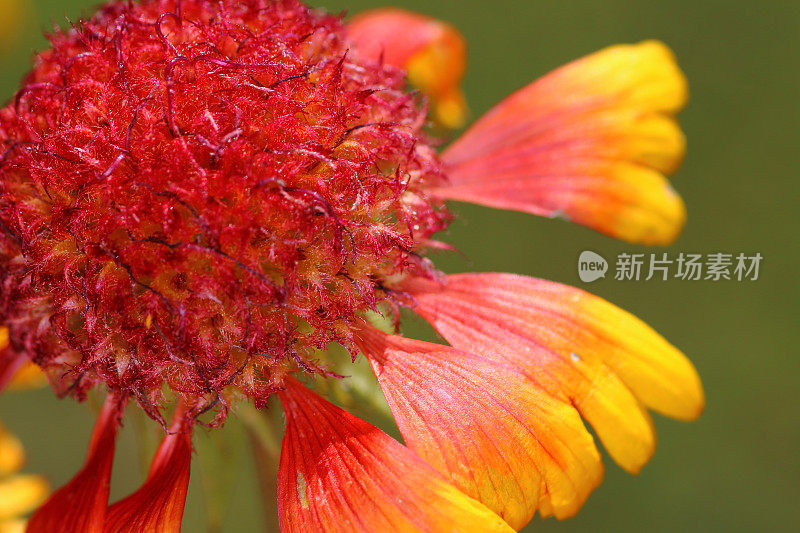 天人菊属植物花宏