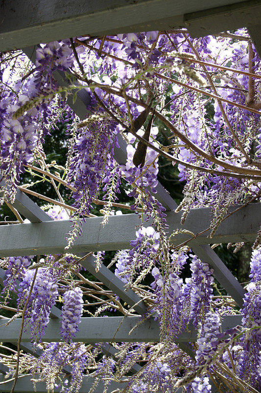 紫藤架上的紫藤花与早晨的阳光