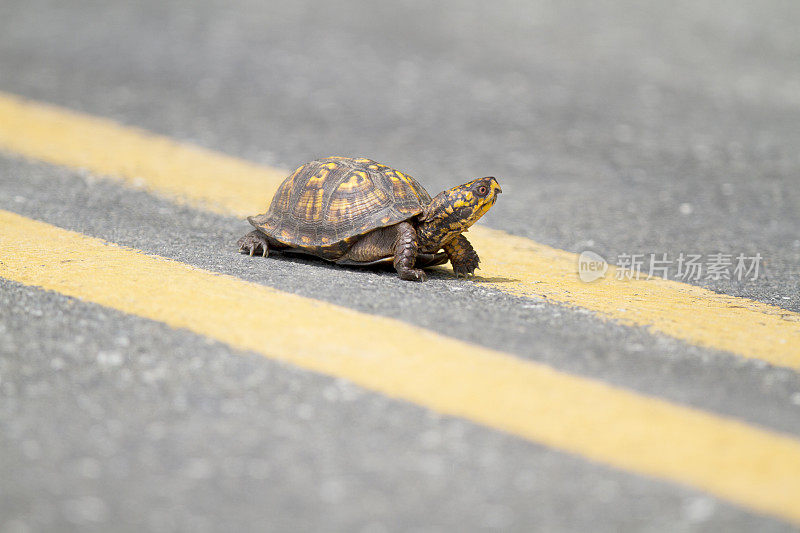 箱龟过马路
