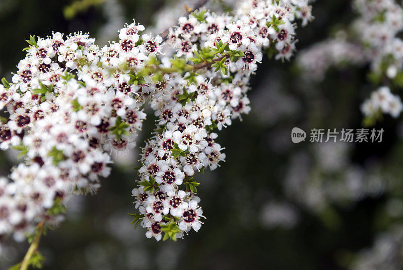 卡努卡（昆泽亚埃里诺德）茶树