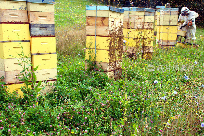 商业养蜂人与蜂箱