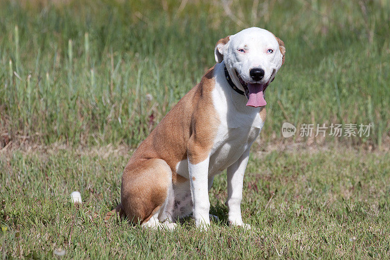 微笑的白色和棕色比特斗牛猎犬户外