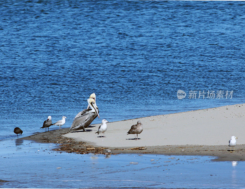 各种各样的海鸟在沙滩上