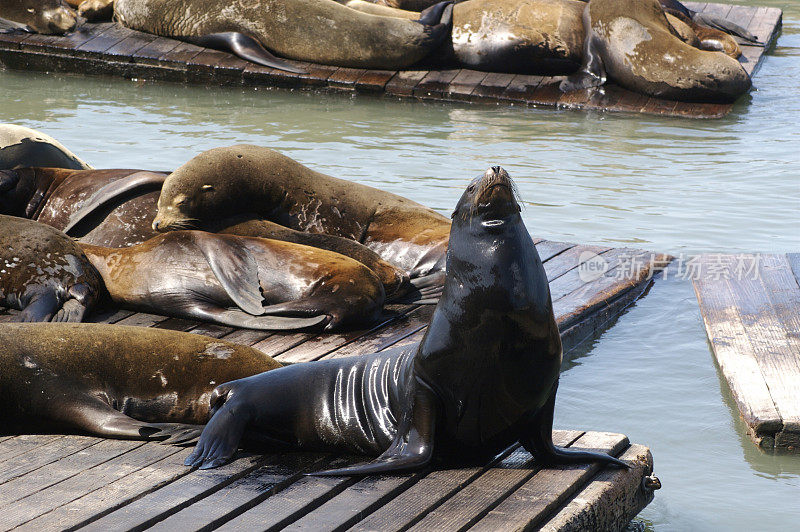 旧金山码头上的海狮