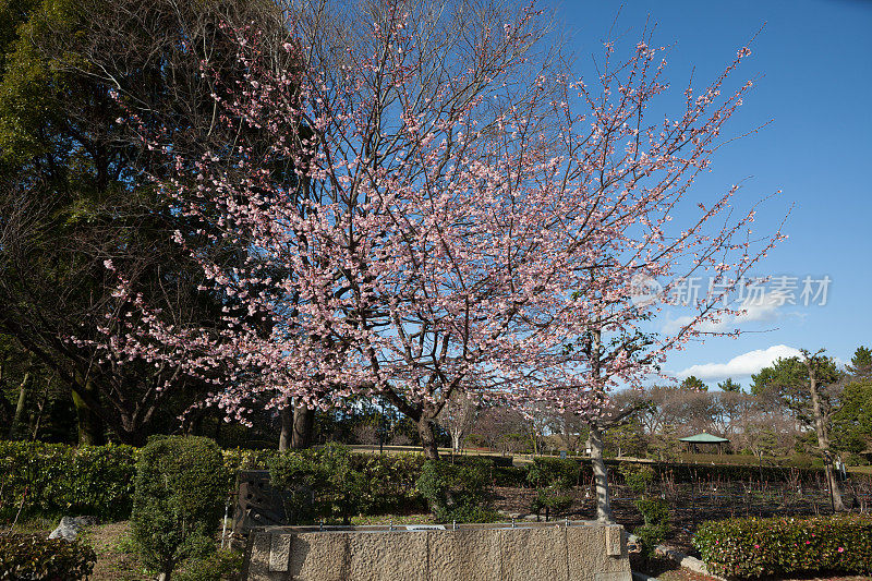 日本的樱花