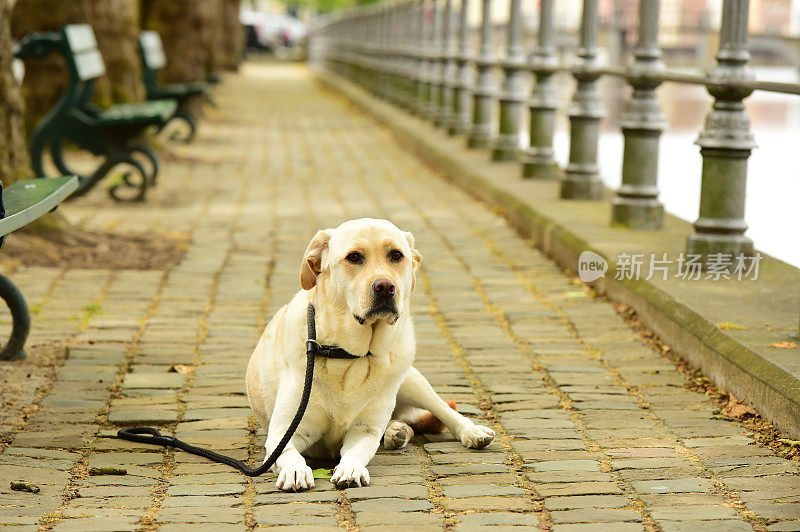 拉布拉多寻回犬