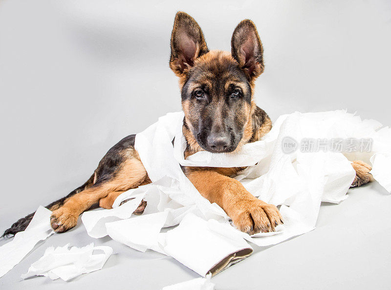德国牧羊犬狗与卫生纸
