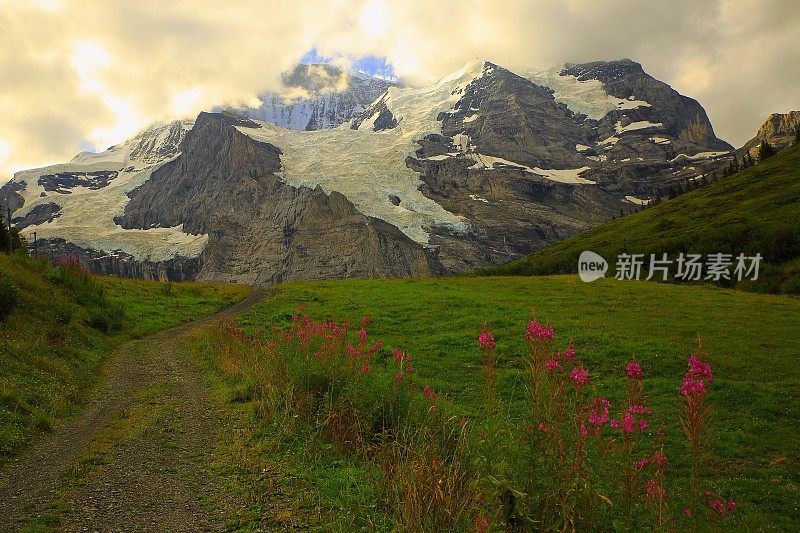 少女，粉红色的野花上方Lauterbrunnen山谷，伯尔尼斯高地，瑞士阿尔卑斯山