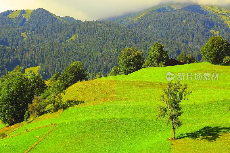田园诗般的草甸，落叶树，恩加丁谷上游:瑞士阿尔卑斯山日出