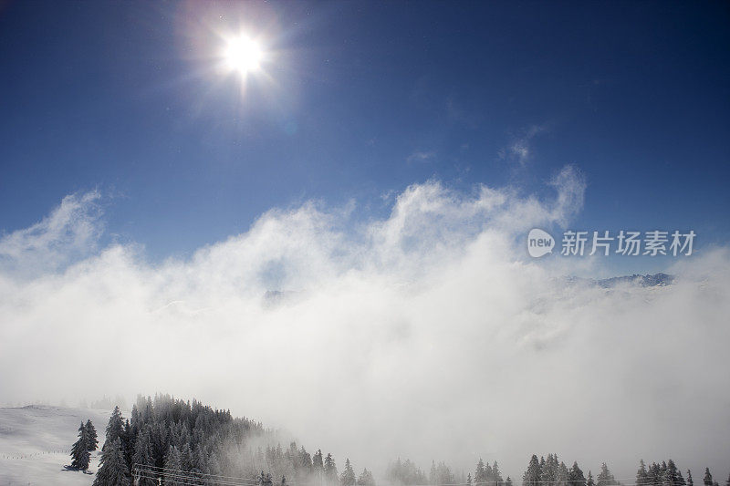 高山和树木