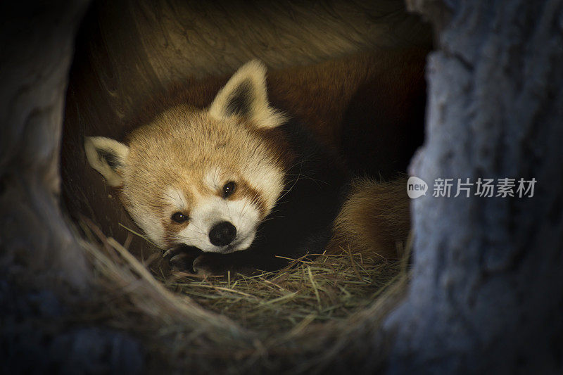 小熊猫准备好冬眠了