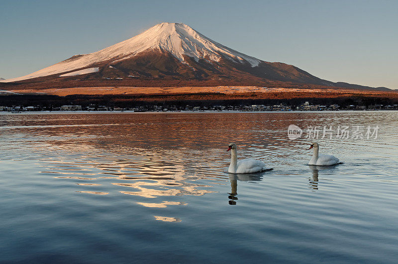 富士山和天鹅
