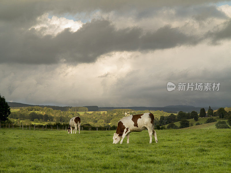 牛群在法国奥弗涅的风景中吃草
