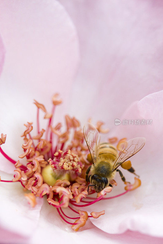 蜜蜂采集花粉