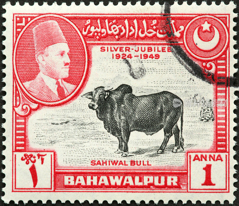 大。Sahiwal牛