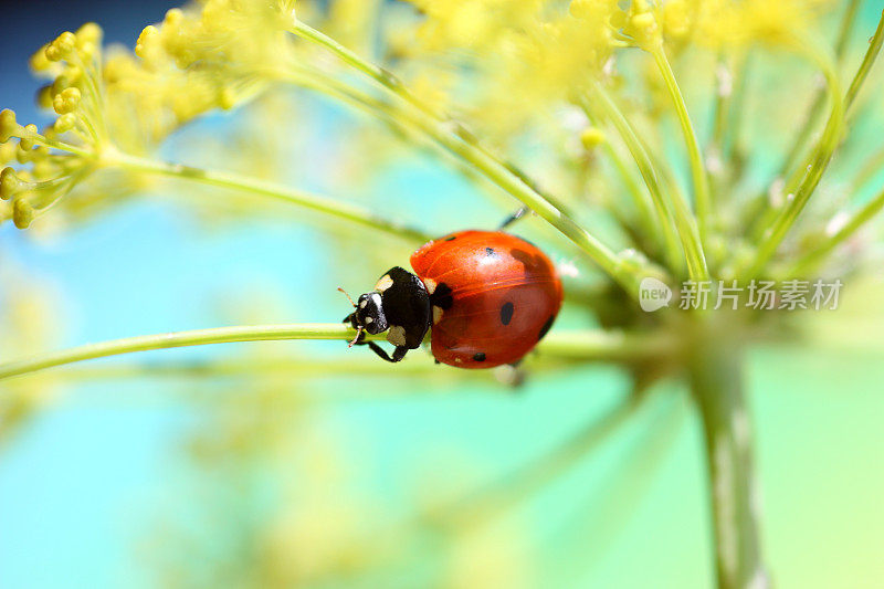 瓢虫坐在花上