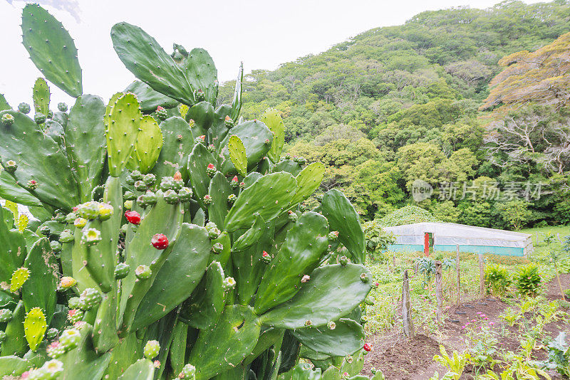在哥斯达黎加蒙特韦尔德花园中种植的仙人掌果