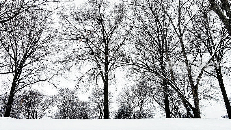 高高的白雪覆盖的枫树的剪影和白色的天空