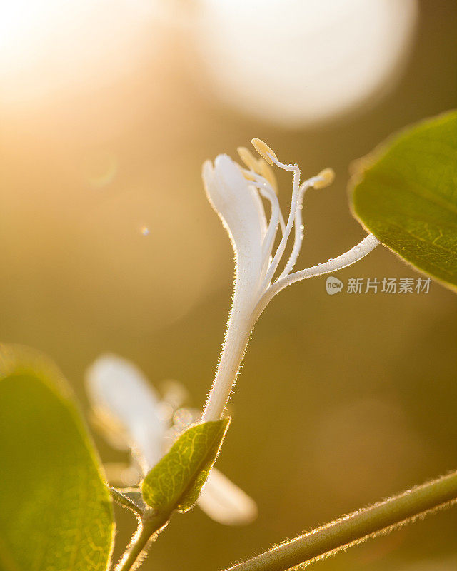 金银花粳稻