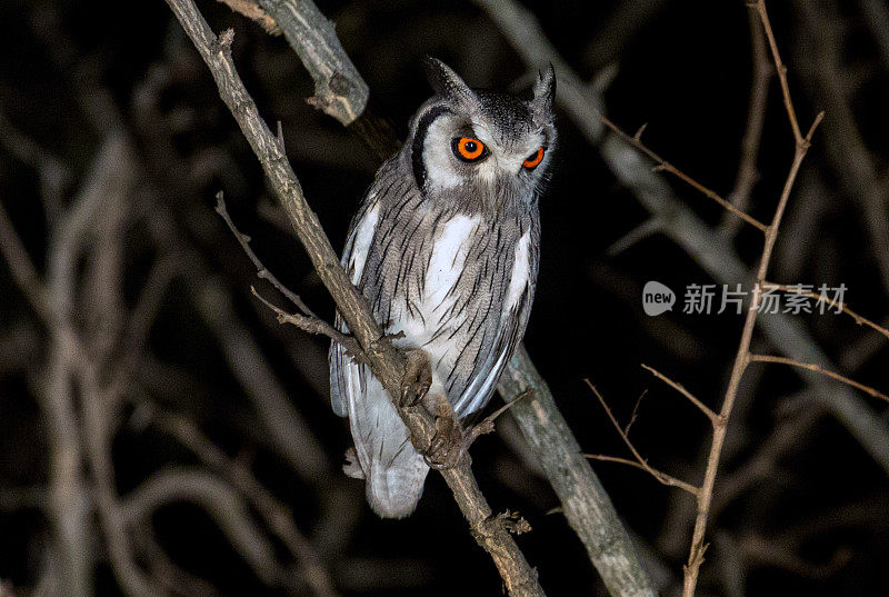 南非:南部白脸猫头鹰