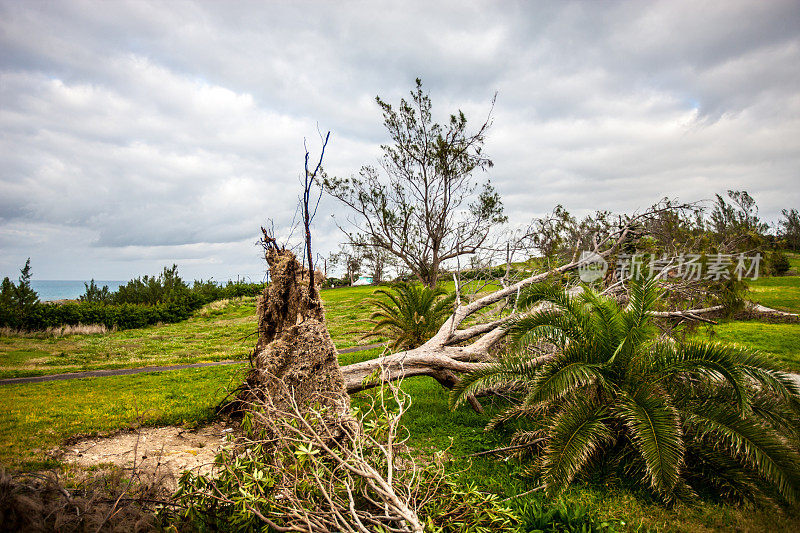 飓风过后倒下的百慕大棕榈树