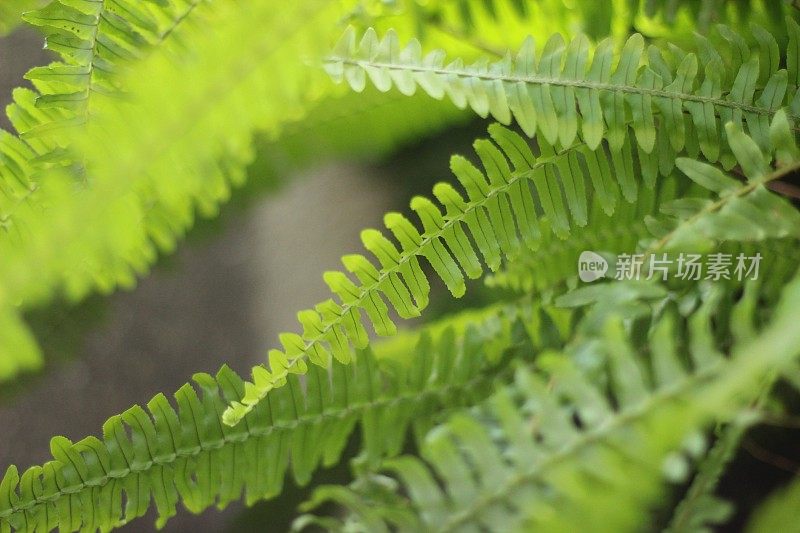 蕨类植物的