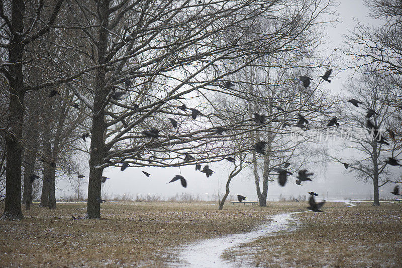 一群黑色的鸟在公园里飞翔