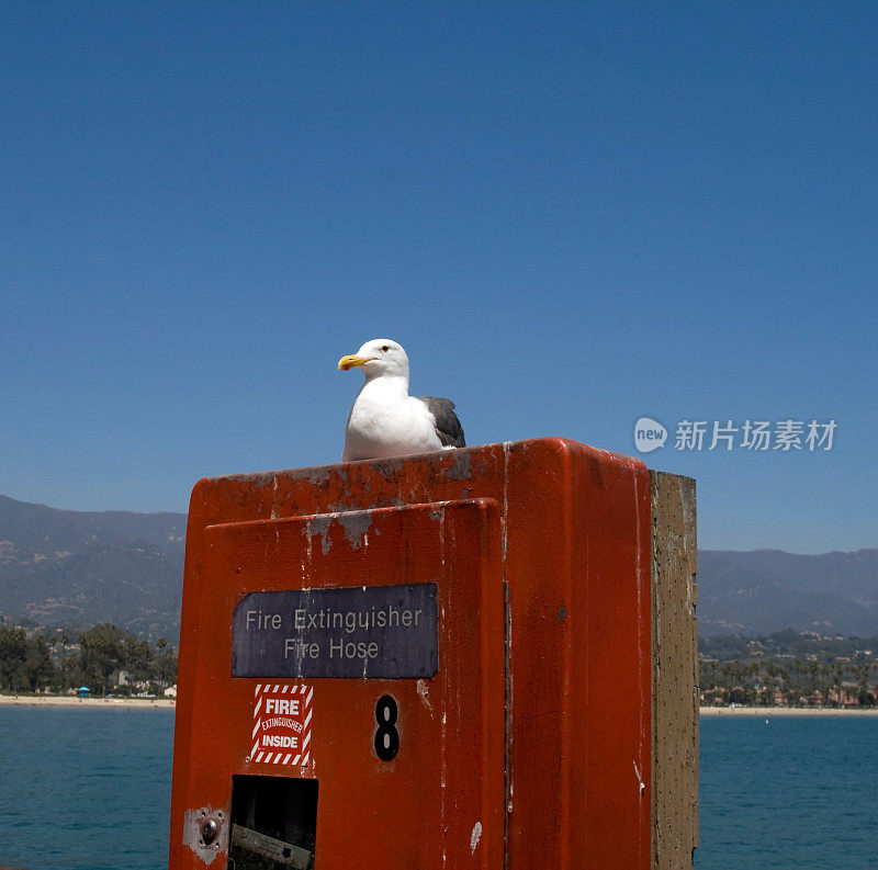 圣芭芭拉的海鸥