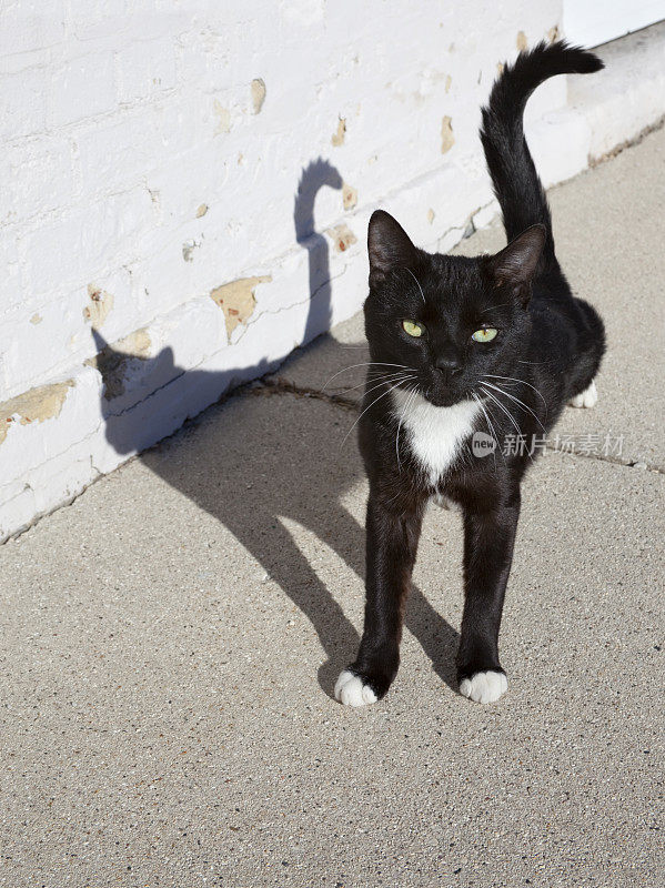 黑猫走过我的路;燕尾服小猫，影子，霉运