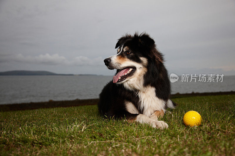 边境牧羊犬躺在草地上带着球