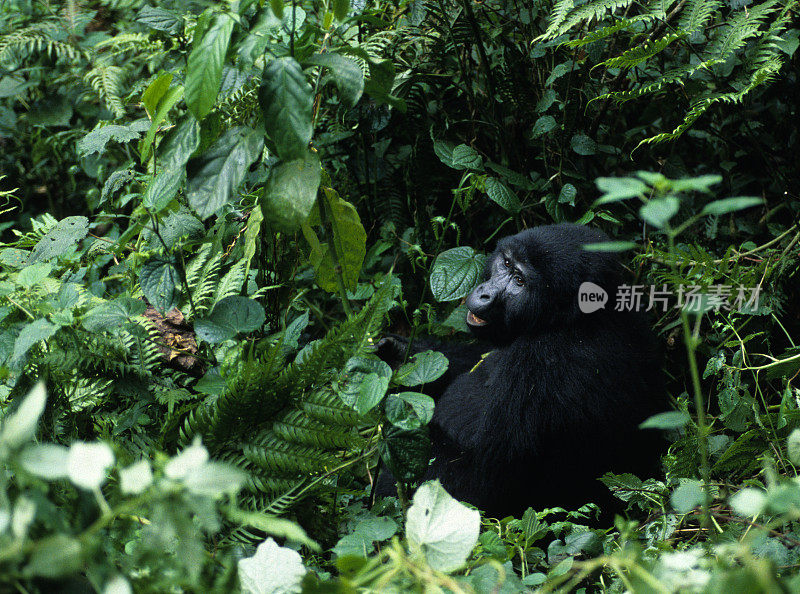 乌干达布温迪的黑背山地大猩猩