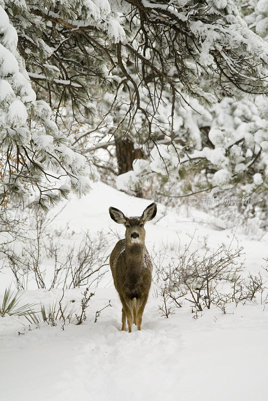 科罗拉多深雪中的雪骡鹿