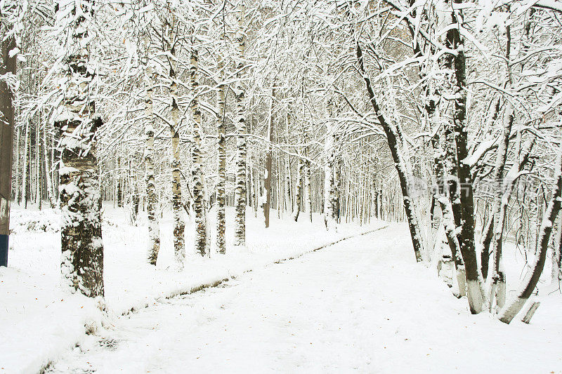 黑色和白色的冬天景象的森林覆盖在雪