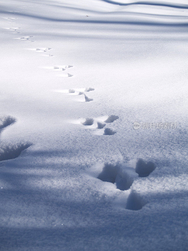 雪地上的足迹