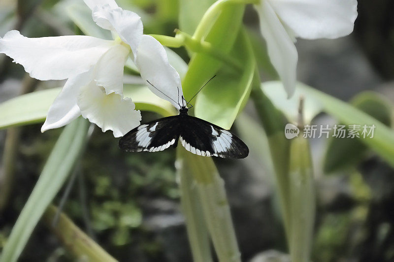 以花为食的黑白海葵蝴蝶