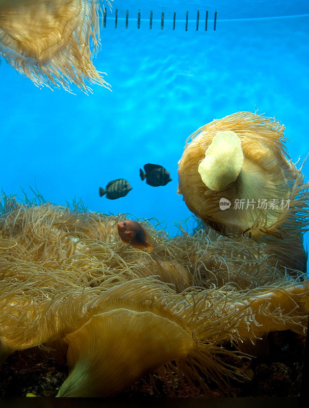 海葵水族馆