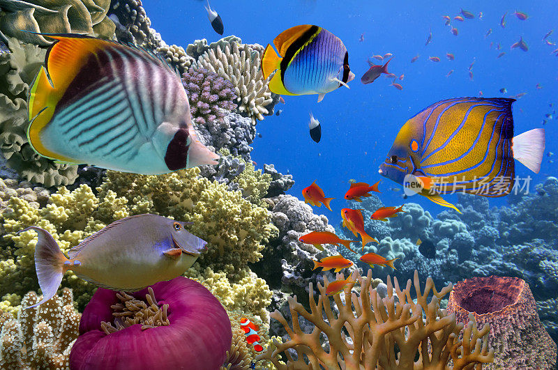 水下场景，显示不同颜色的鱼游泳