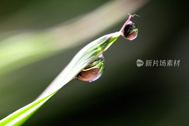 水滴在竹叶上的微距影像。